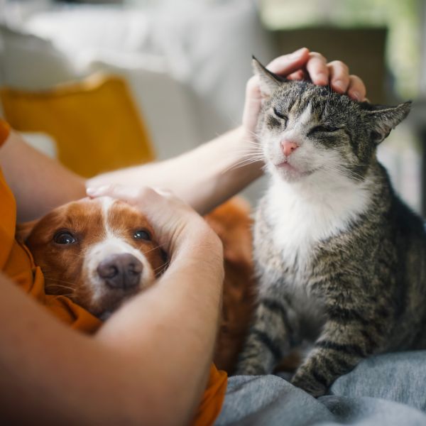 Springbank Pet Hospital Airdrie - Senior Pet Care
