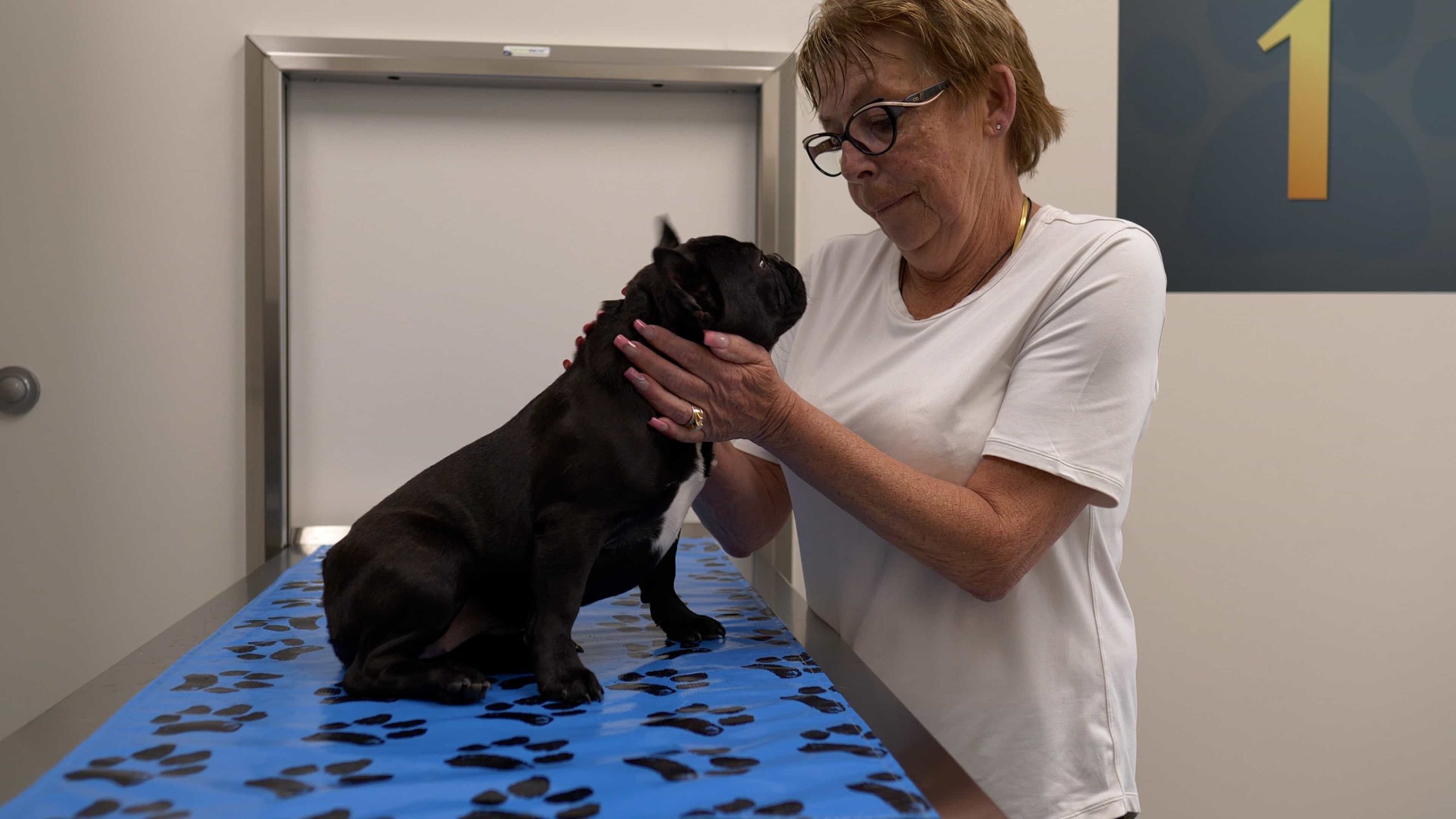 Senior Pet Care in Springbank, Veterinary Clinic
