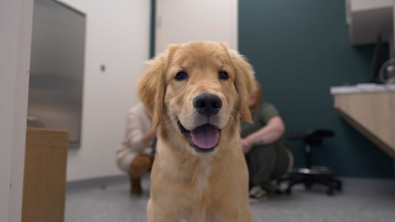 Springbank Veterinary Clinic, Springbank Pet Hospital