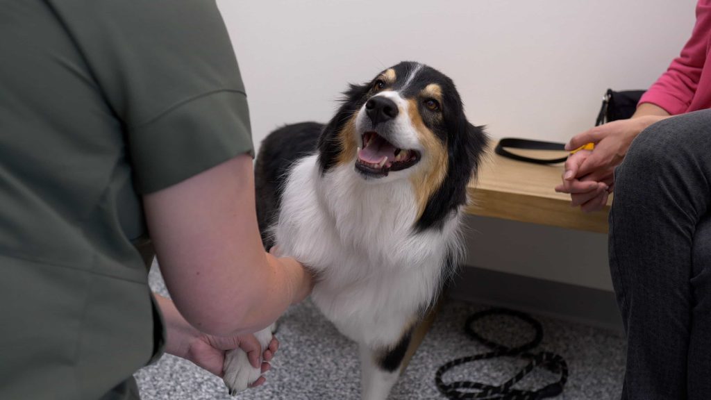 General Medicine & Pharmacy Referral Services Hospice / Euthanasia Service