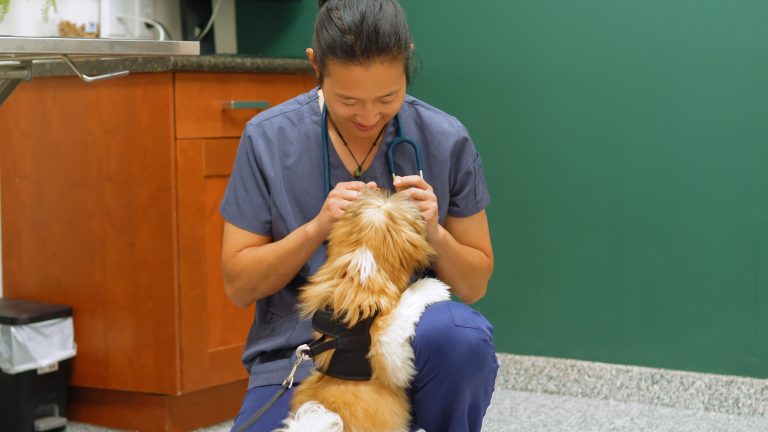 Springbank Pet Hospital - 0825-Cam-1_0063