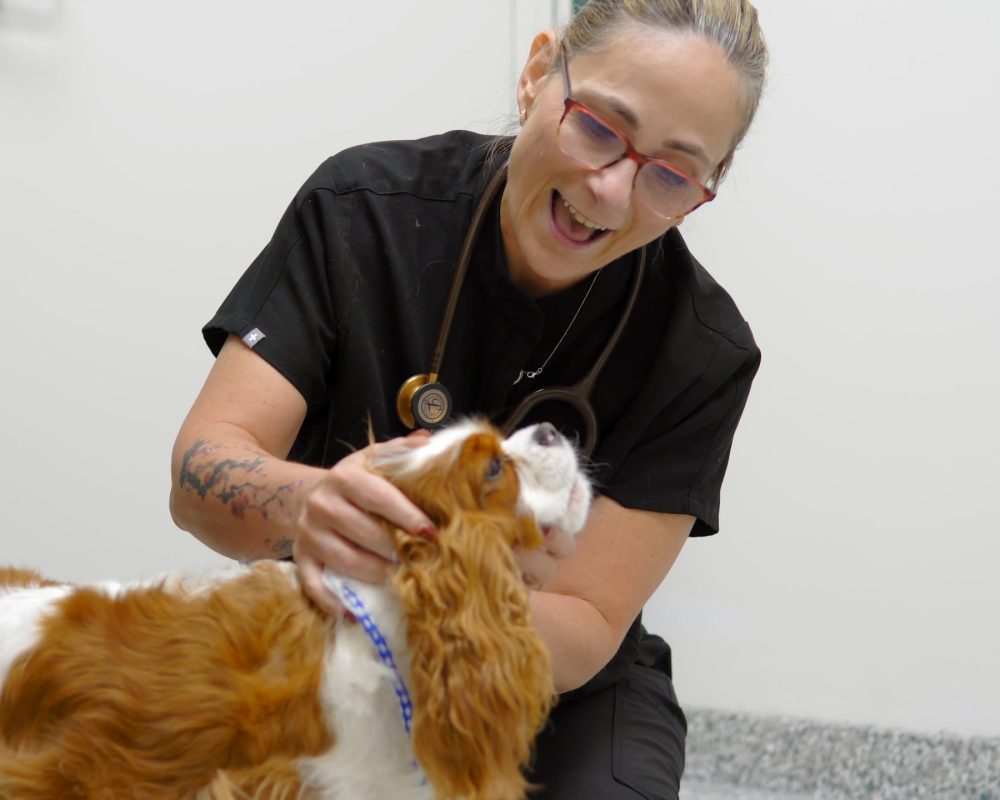 Springbank Pet Hospital - 0825-Cam-1_0019