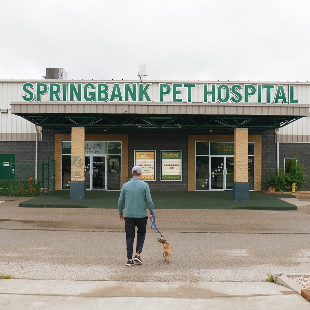 Springbank Pet Hospital - 0825-Cam-2_0114
