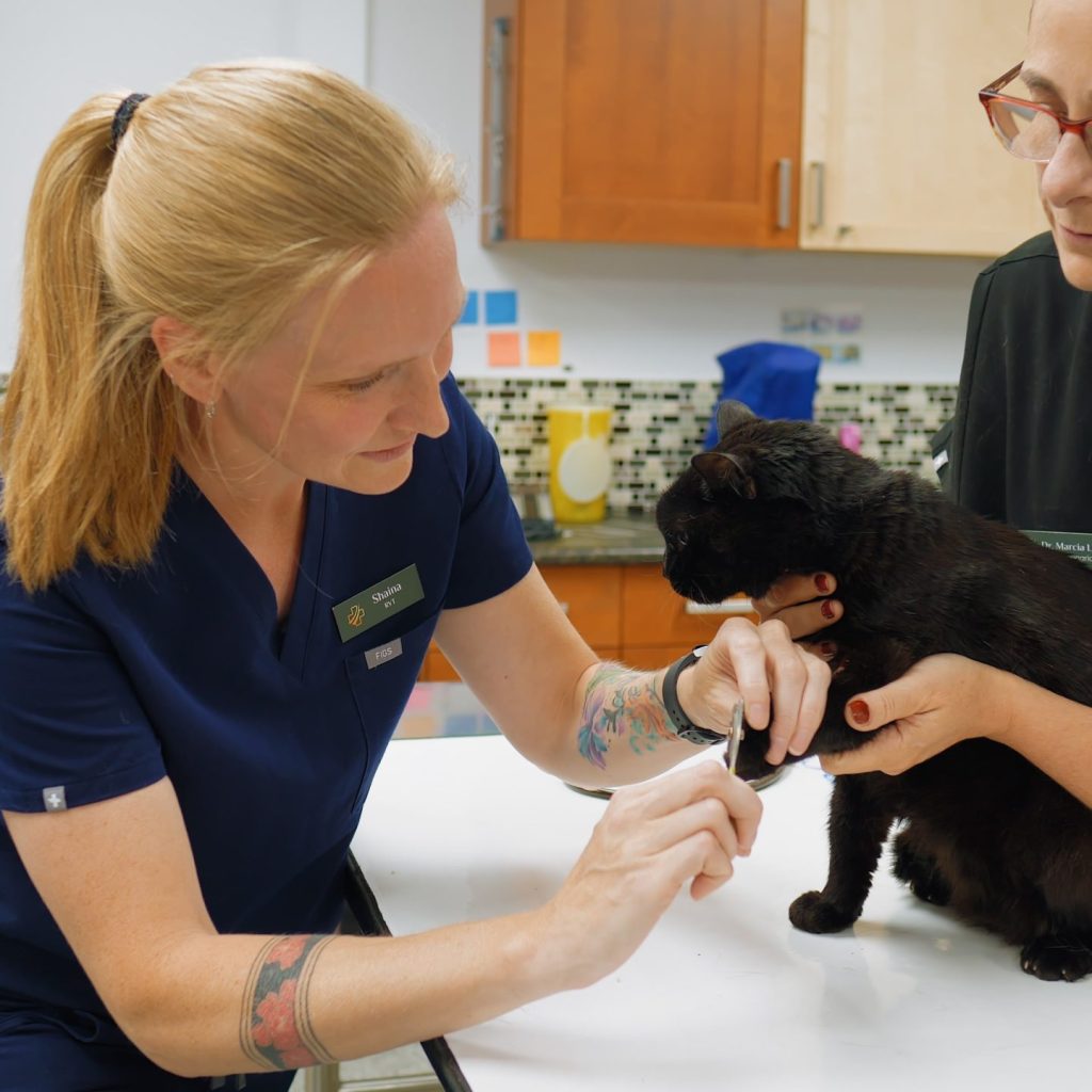 Springbank Pet Hospital - 0825-Cam-2_0135