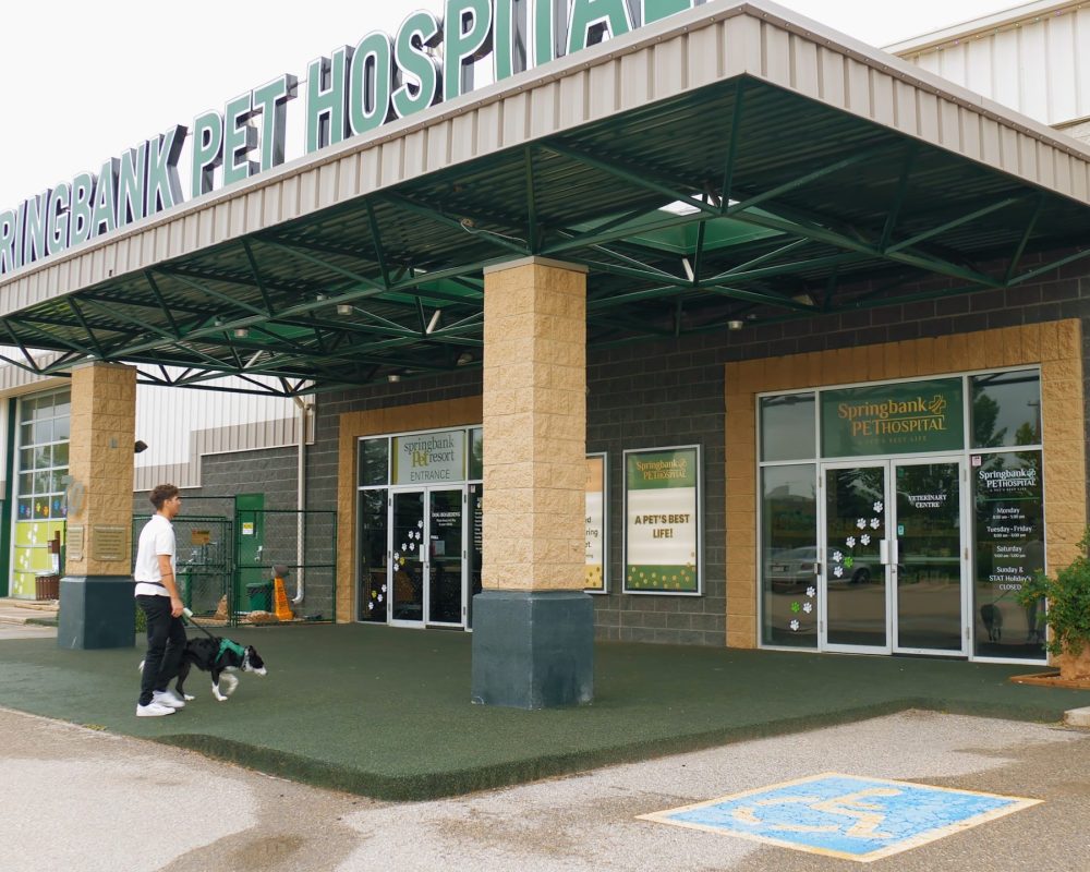 Springbank Pet Hospital - 0825-Cam-2_0137