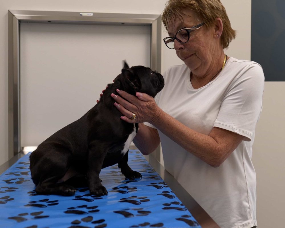 Senior Pet Care in Springbank, Veterinary Clinic
