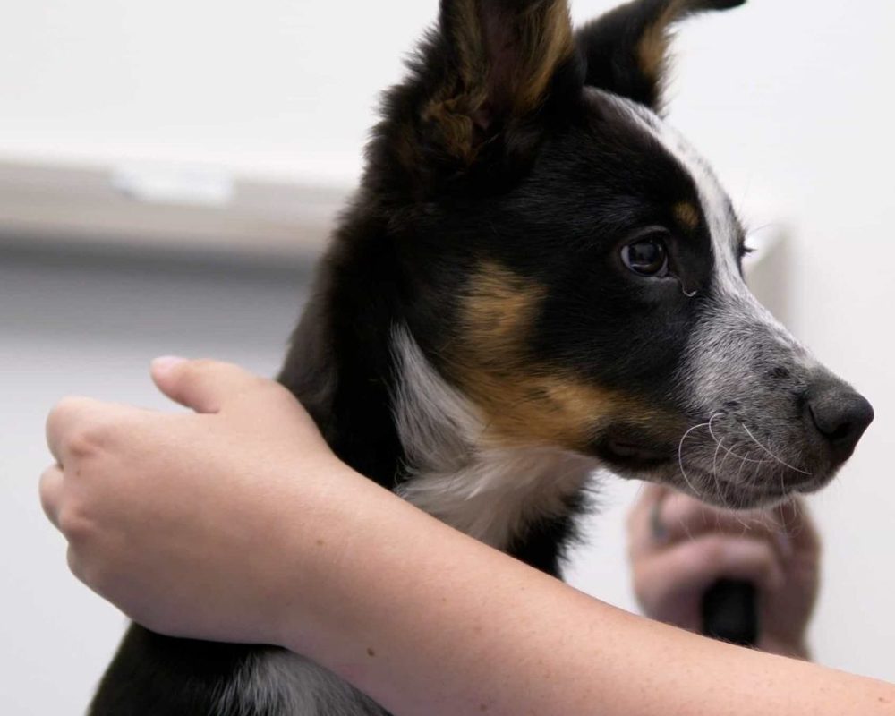 Springbank Pet Hospital, Vet Clinic in Springbank 10