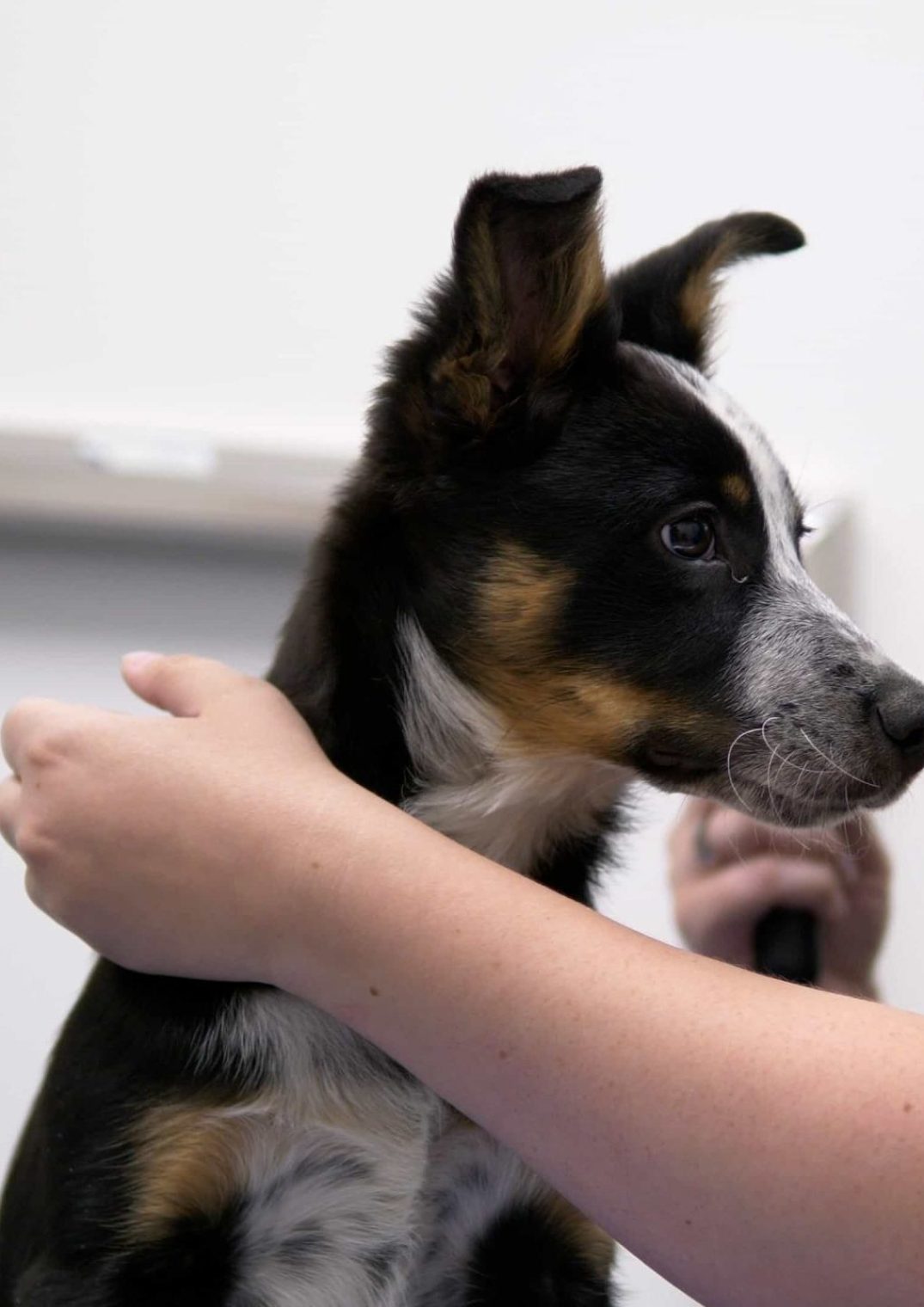 Springbank Pet Hospital, Vet Clinic in Springbank 10
