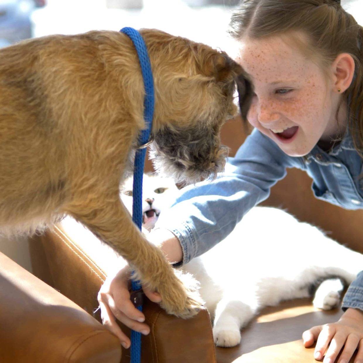 Springbank Pet Hospital, Vet Clinic in Springbank