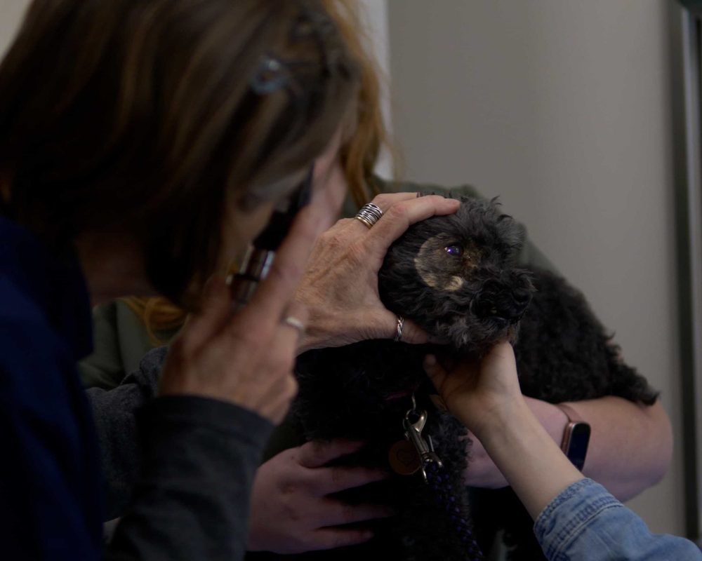 Immunization and Wellness Care Dental Care Nutritional Counseling Behaviour Veterinarian