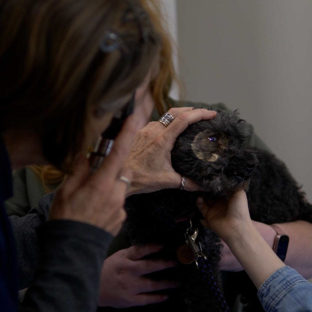 Immunization and Wellness Care Dental Care Nutritional Counseling Behaviour Veterinarian