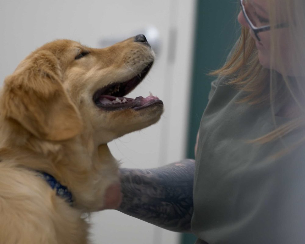 Springbank Pet Hospital, Vet Clinic in Springbank 14