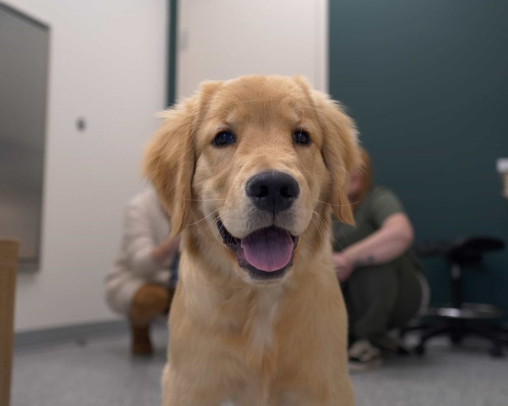 Springbank Veterinary Clinic, Springbank Pet Hospital