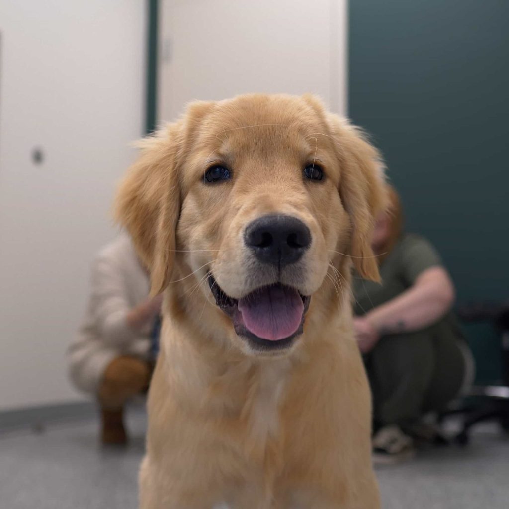 Springbank Veterinary Clinic, Springbank Pet Hospital