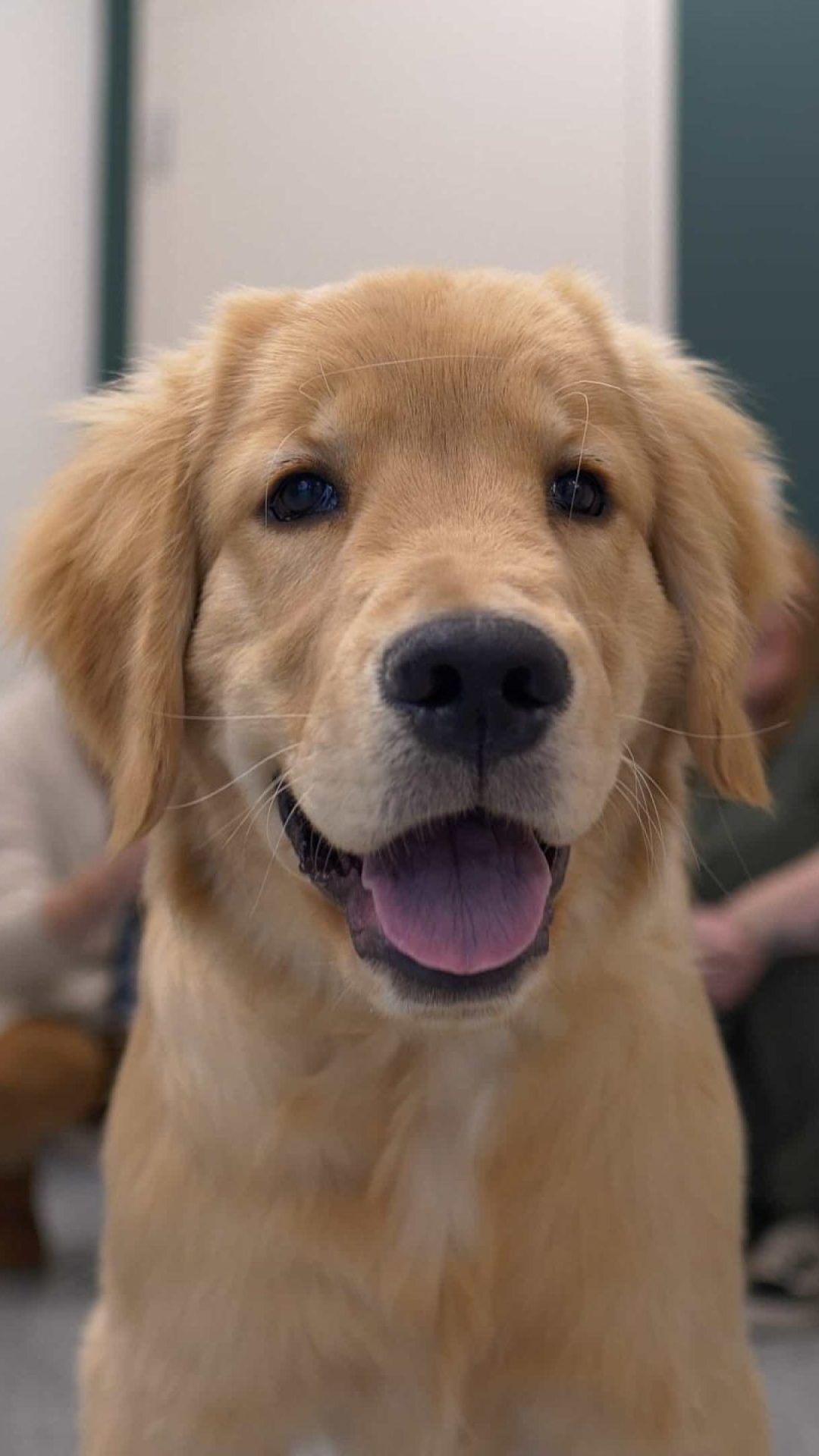 Springbank Veterinary Clinic, Springbank Pet Hospital