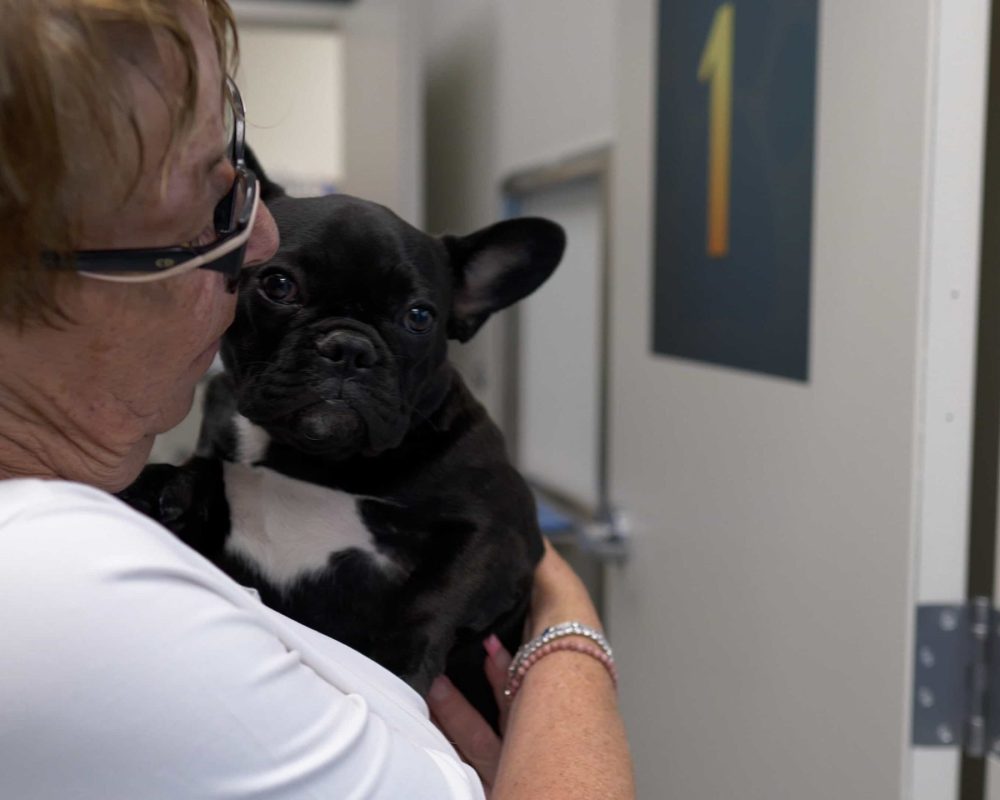 Pets at the Vet in Springbank