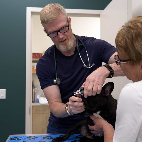 Diagnostic and Treatment Services for Pets in Springbank