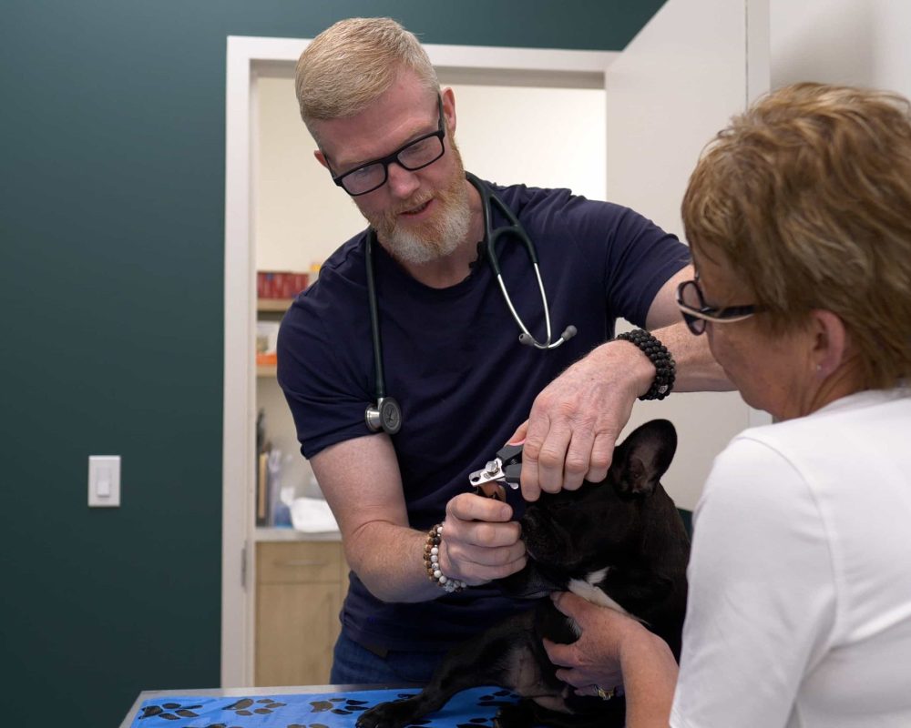 Diagnostic and Treatment Services for Pets in Springbank
