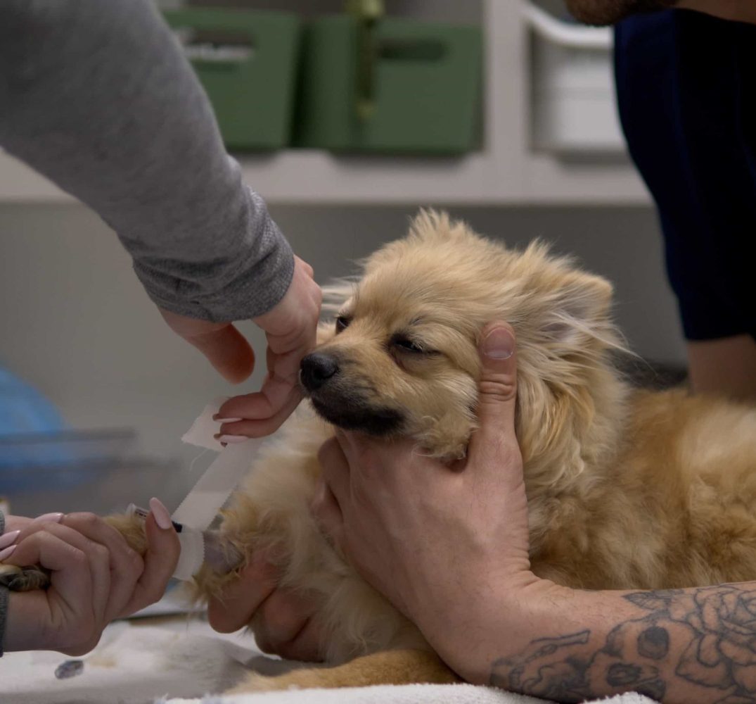 Emergency & Same-Day Appointments Springbank Pet Hospital, Vet Clinic in Springbank