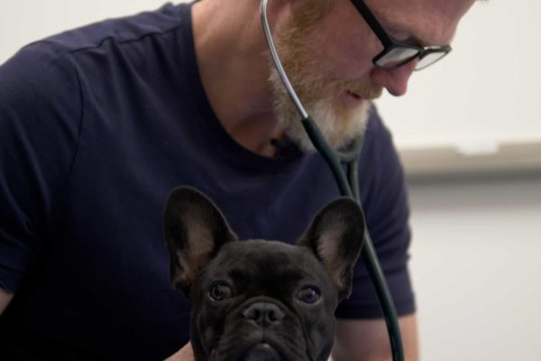 Emergency & Same-Day Appointments Springbank Pet Hospital, Vet Clinic in Springbank