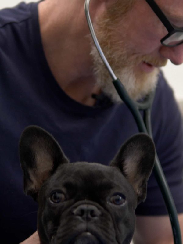 Emergency & Same-Day Appointments Springbank Pet Hospital, Vet Clinic in Springbank