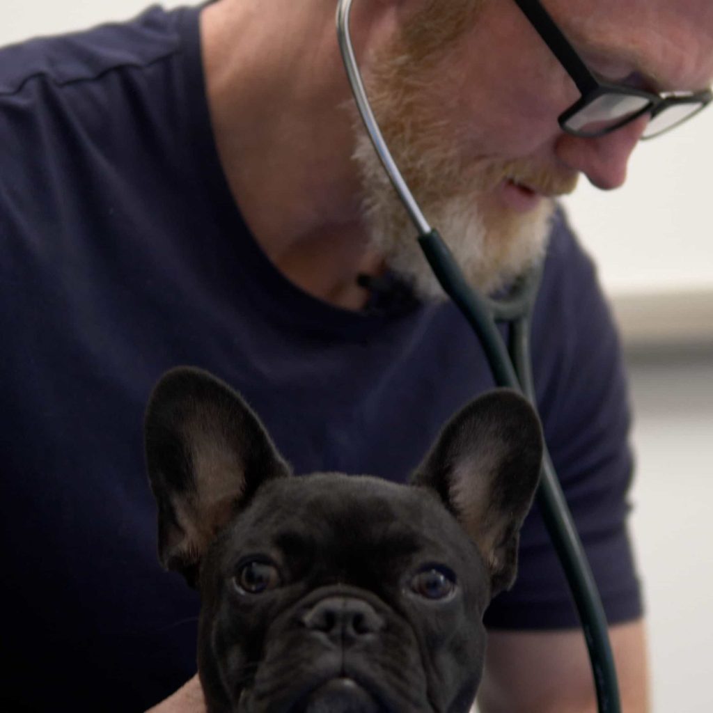 Emergency & Same-Day Appointments Springbank Pet Hospital, Vet Clinic in Springbank