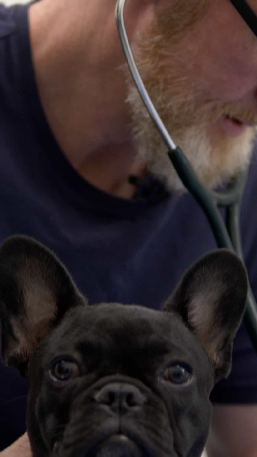 Emergency & Same-Day Appointments Springbank Pet Hospital, Vet Clinic in Springbank