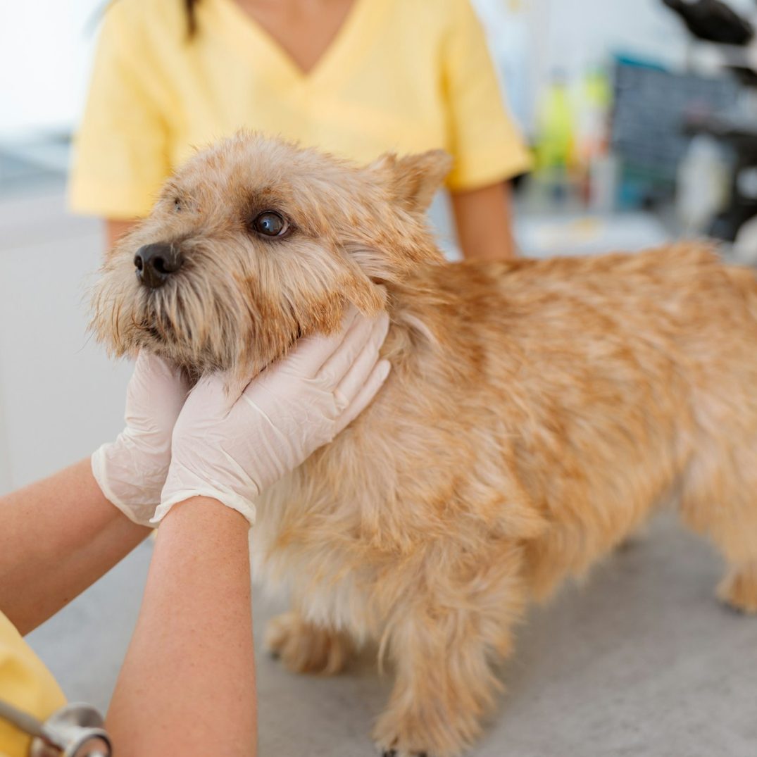 Vet examining pet dog on table in vet clinic